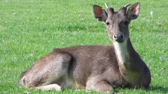 Shorelands Wildlife Gardens